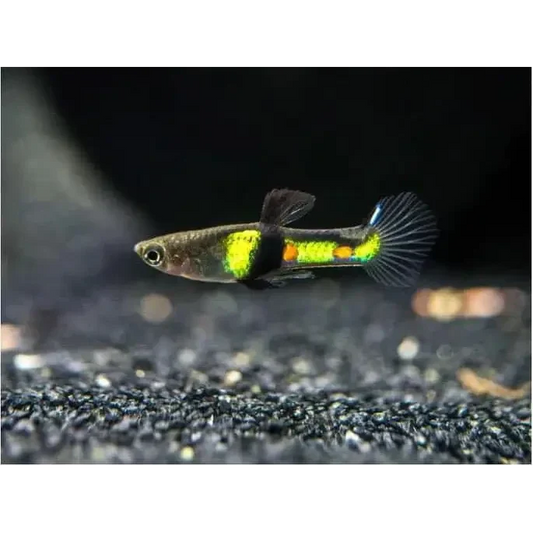 Colorful guppy fish.