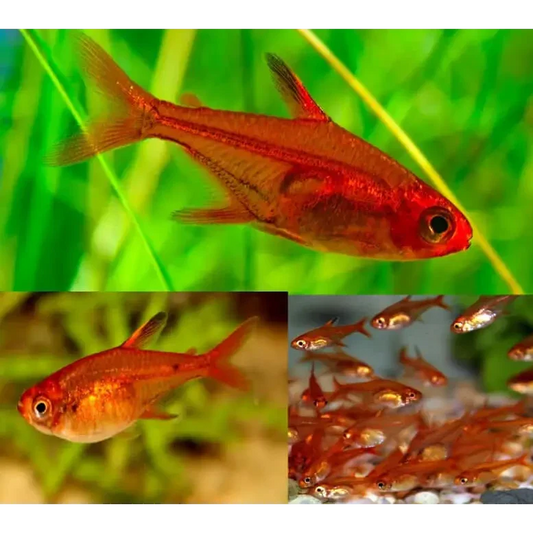 Red fish with translucent fins.