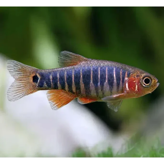 Strikingly striped celestial pearl danio.