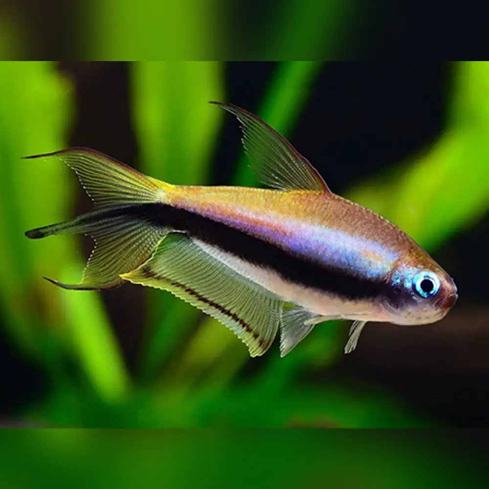 A vibrant, slender tropical fish with a striking black vertical stripe running along its body and translucent fins edged in yellow.
