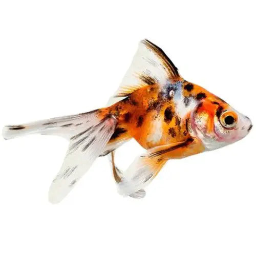 Fantail Calico Goldfish (Carassius auratus) 5cm
