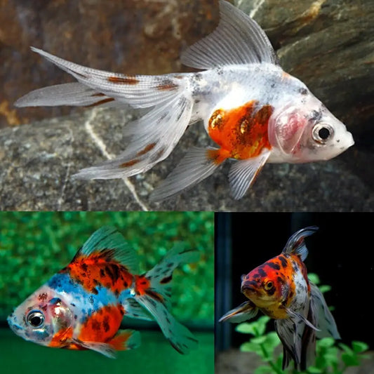 Fantail Calico Goldfish (Carassius auratus) 5cm