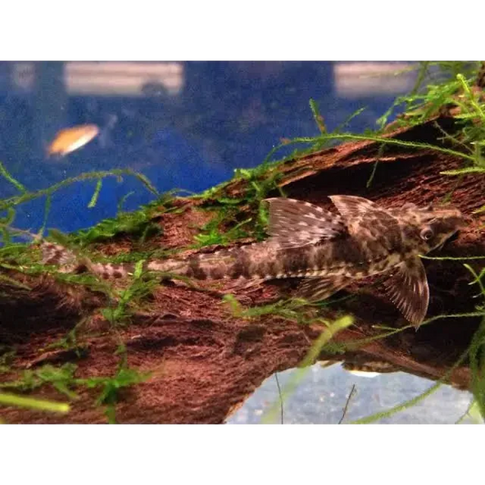Brown and speckled pleco fish.