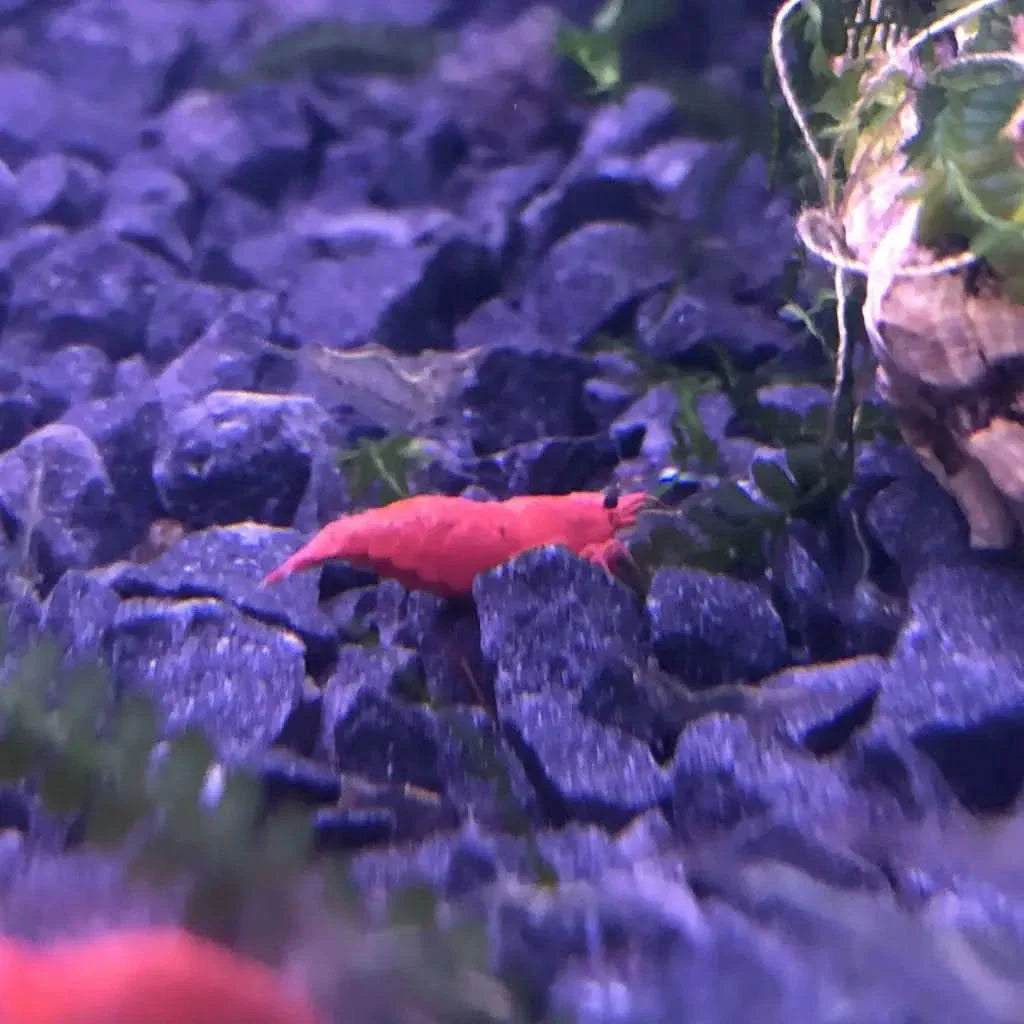 Red cherry shrimp.