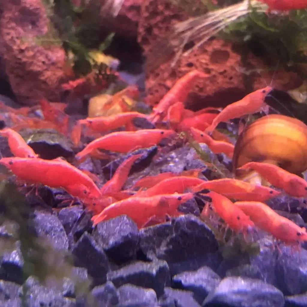 Red cherry shrimp colony.