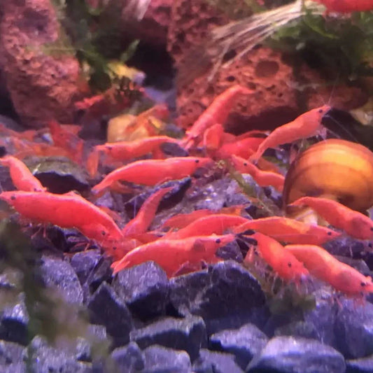 Red cherry shrimp colony.