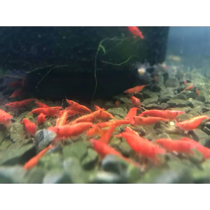 Red cherry shrimp swarm.