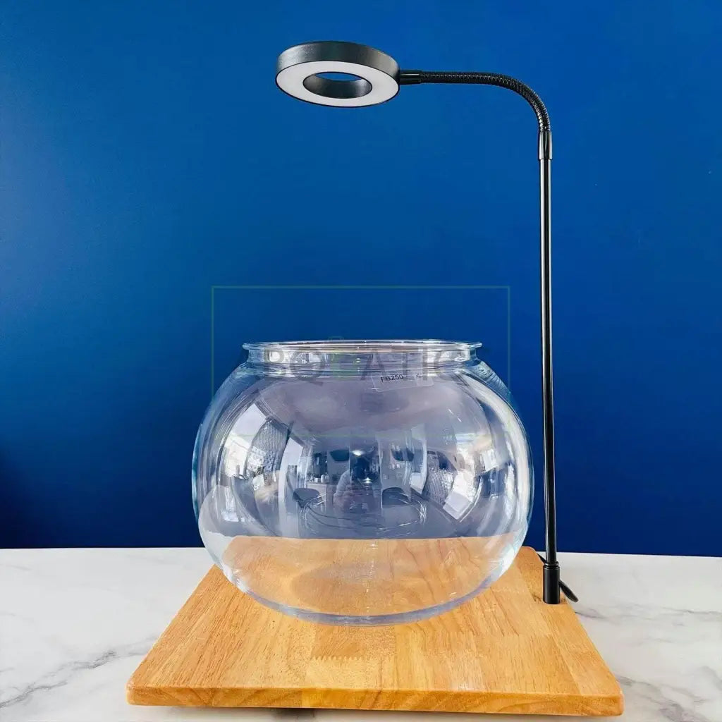 Fish Bowl With Light And Wooden Base