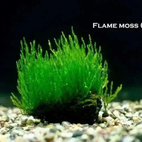 Vibrant green flame moss.