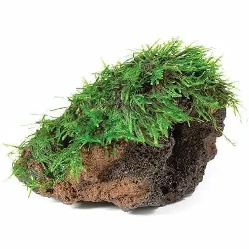 Moss-covered lava rock.