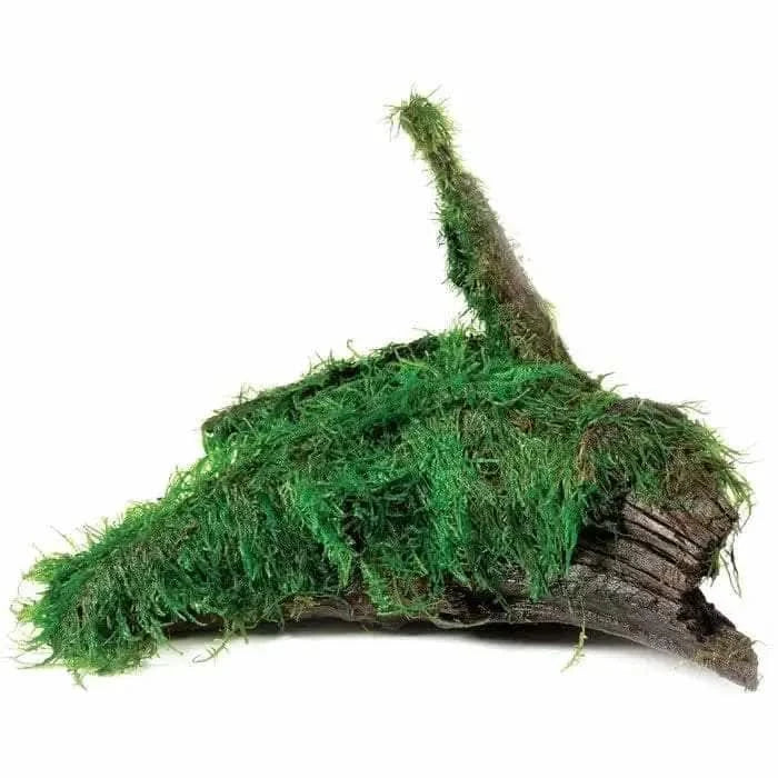 Moss-covered driftwood.