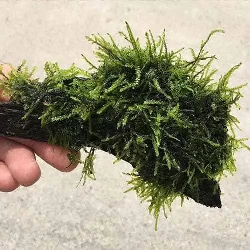 Moss-covered driftwood.