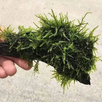 Moss-covered driftwood.
