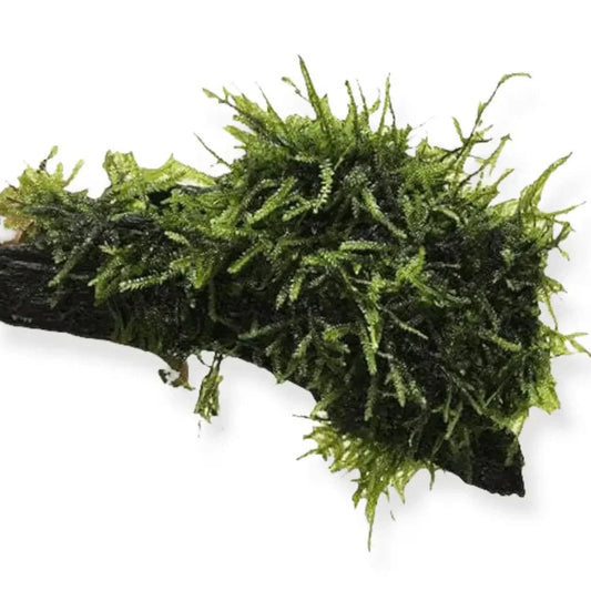 Aquatic moss on driftwood.