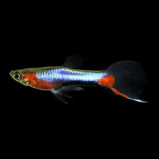 Colorful guppy fish.