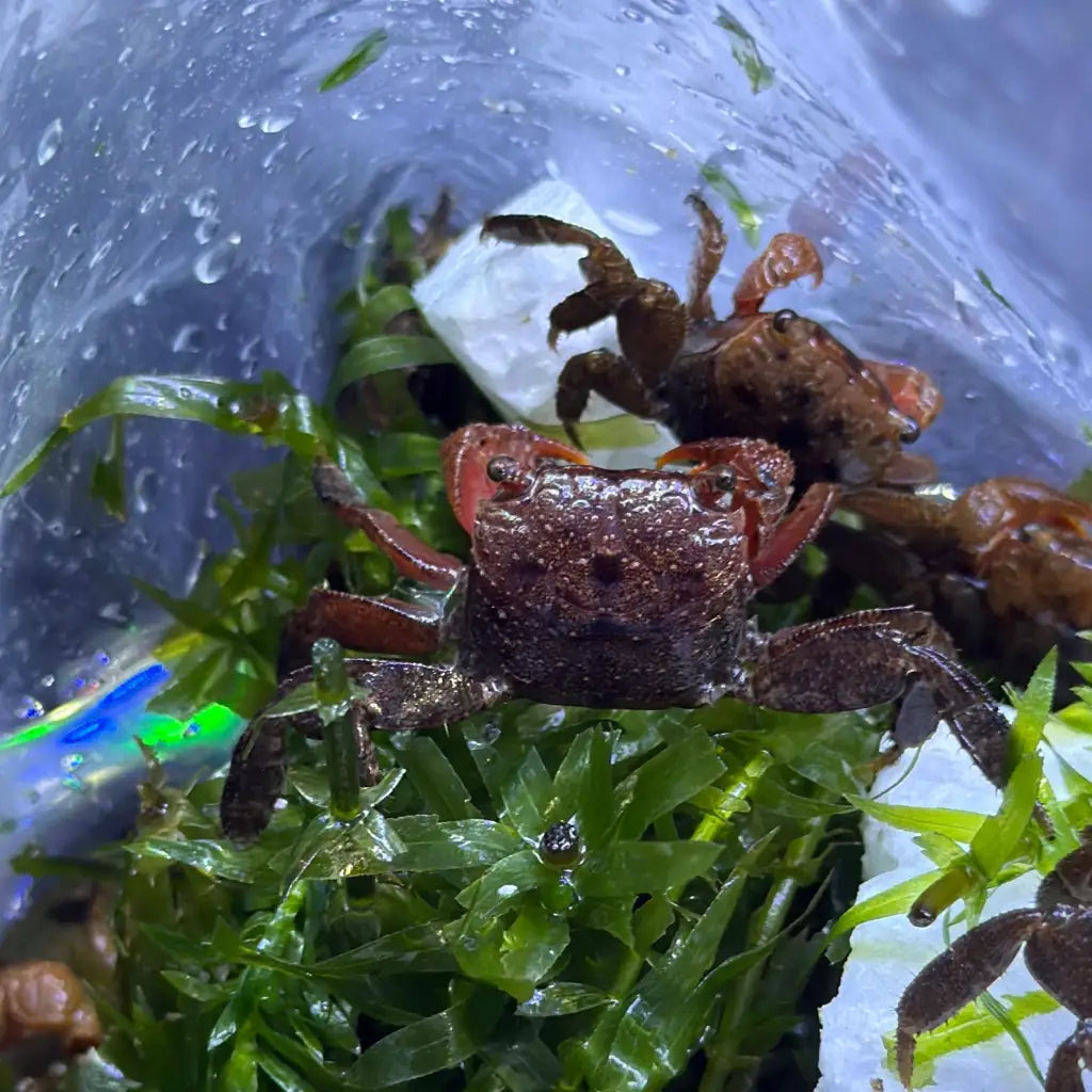 A small, dark brown crab with a textured carapace and reddish-orange legs rests among vibrant green aquatic plants inside a clear plastic container.