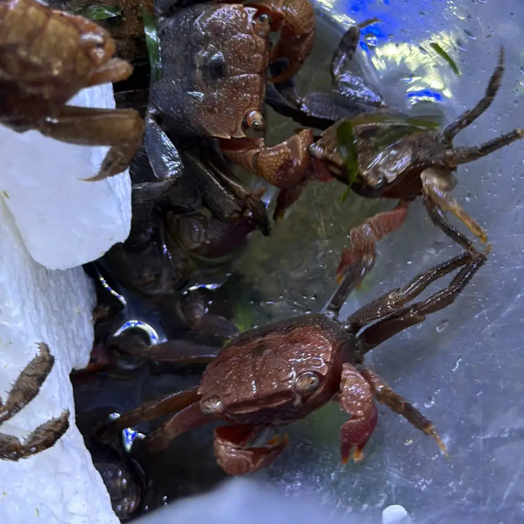 A group of small, wet, reddish-brown crabs with darkened shells and visible claws are clustered together in a shallow container.