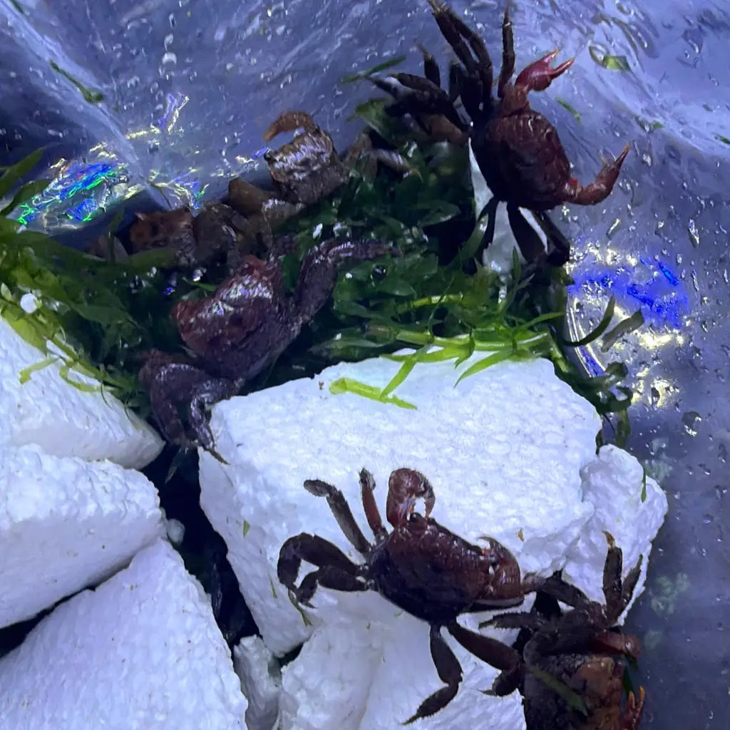 Dark brown crabs with rugged, textured shells and prominent claws are nestled among green aquatic plants and white foam blocks in a water-filled container.