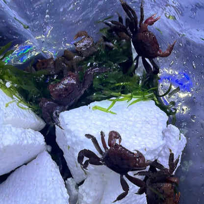 Dark brown crabs with rugged, textured shells and prominent claws are nestled among green aquatic plants and white foam blocks in a water-filled container.