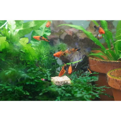 Fuzzy Fox Insectivore Mix (Fish)