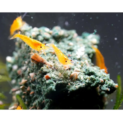 Fuzzy Fox Spirulina Gel Pre-Mix (Fish)