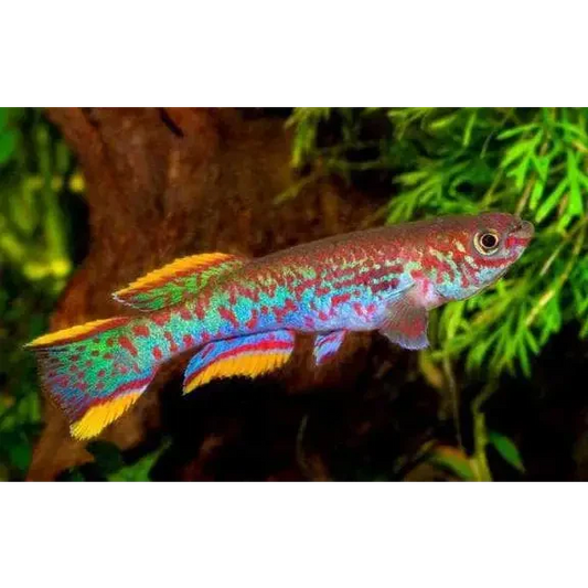 Colorful killifish.
