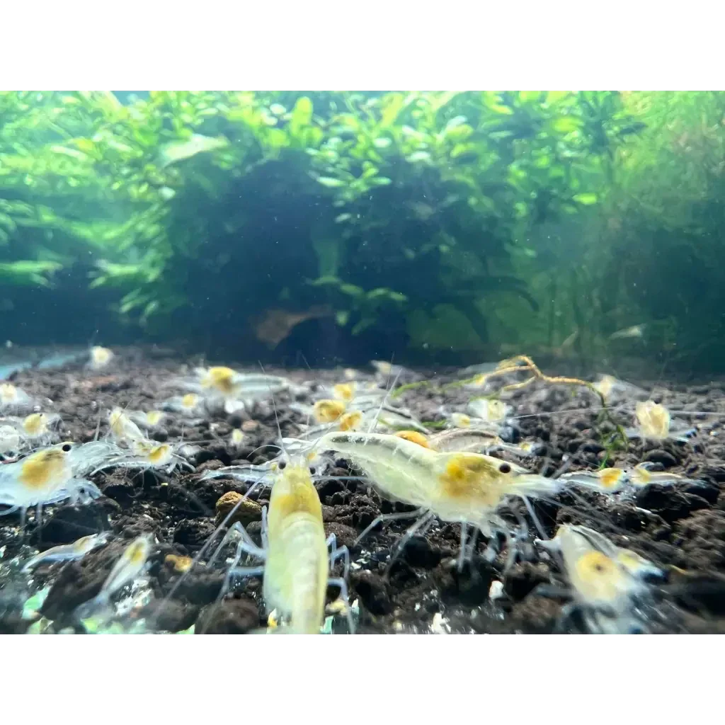 Aquarium shrimp with yellow heads.