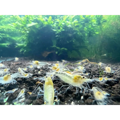 Aquarium shrimp with yellow heads.