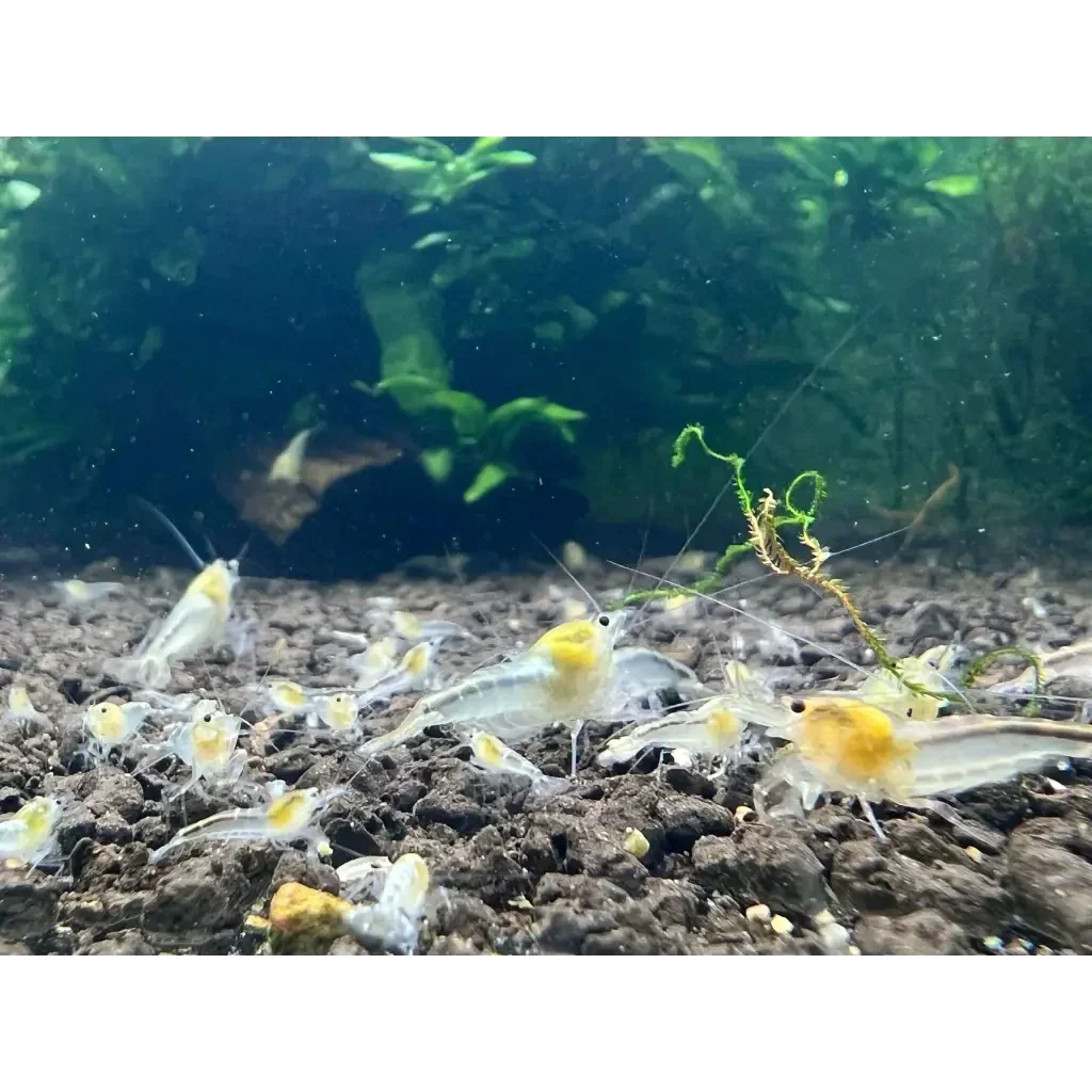 Yellow-headed freshwater shrimp.