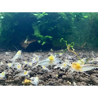 Yellow-headed freshwater shrimp.