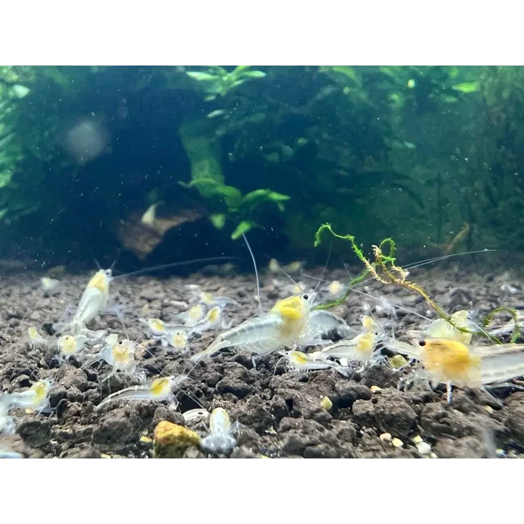 Aquarium with yellow-headed shrimp.