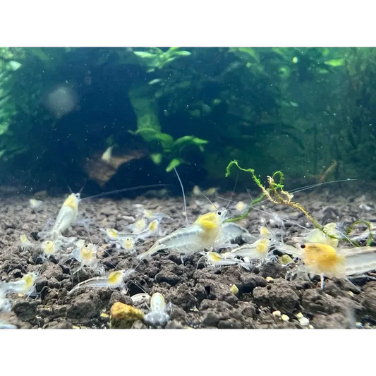 Aquarium with yellow-headed shrimp.