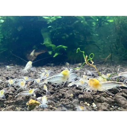 Aquarium with yellow-nosed shrimp.