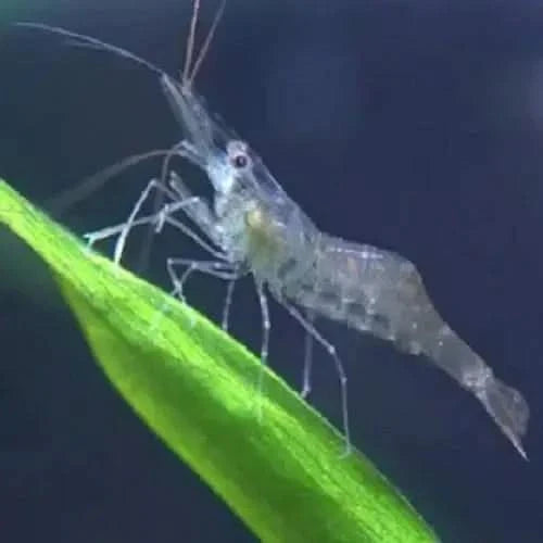 Translucent shrimp on green leaf.