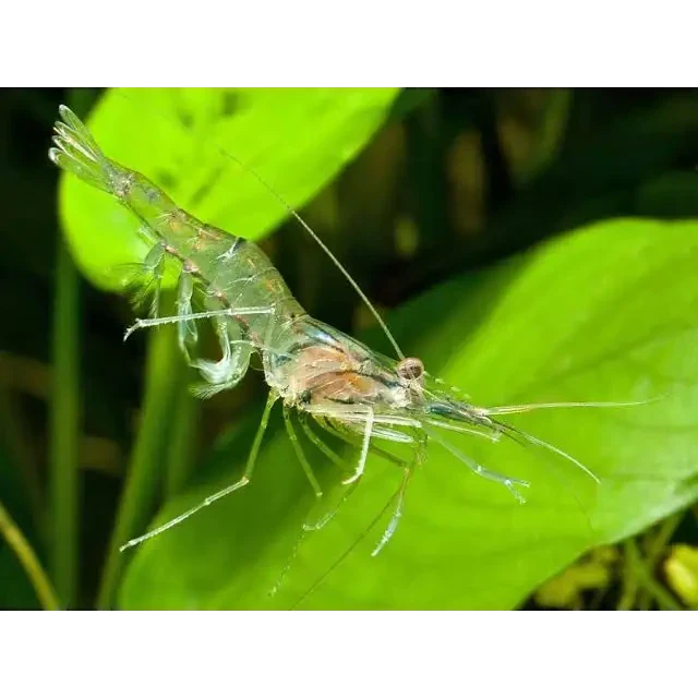 Translucent freshwater shrimp.