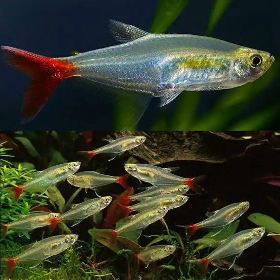 A schooling of Red Phantom Tetras with translucent bodies and vibrant red tails.