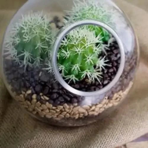 Cactus terrarium with decorative stones.