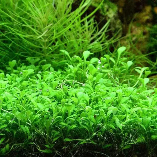 Lush green aquatic plant.