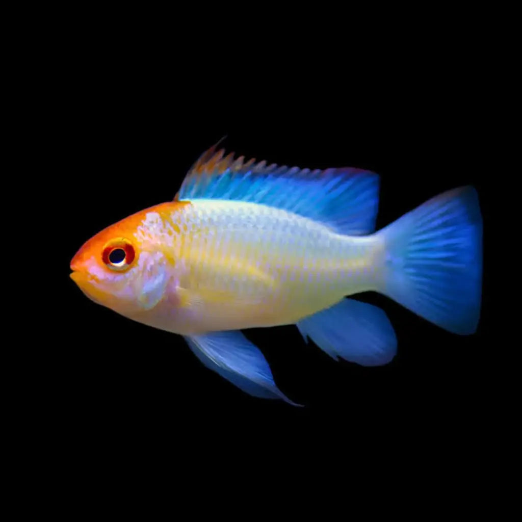 A vibrant freshwater aquarium fish with an orange head, a light blue body, and bright blue fins.