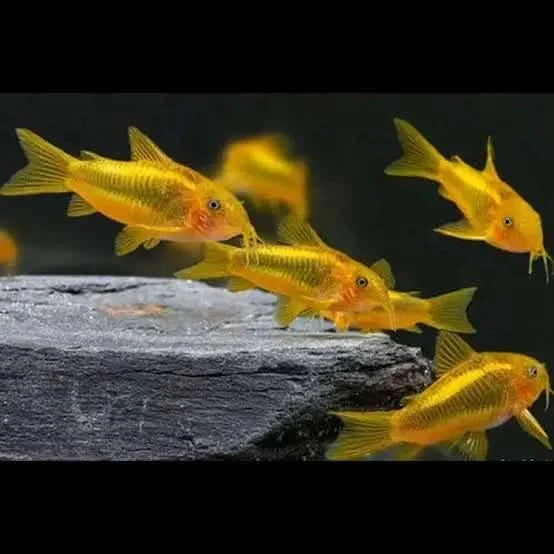 Golden corydoras fish.