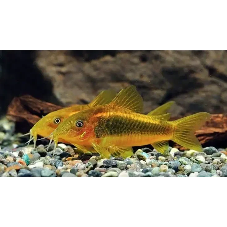 Two golden corydoras fish.