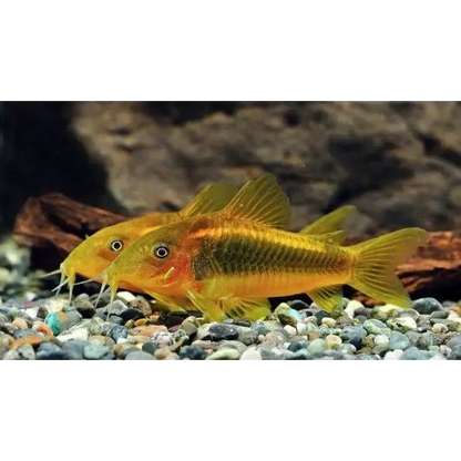Two golden corydoras fish.