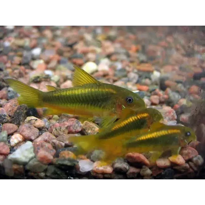 Group of golden corydoras catfish.