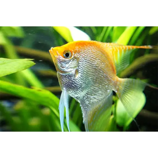 Golden angelfish.
