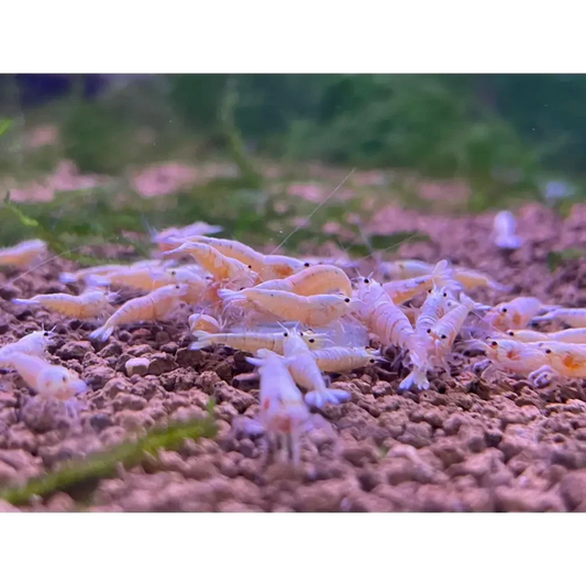 Cluster of white shrimp.