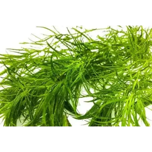 Bright green aquatic plant.