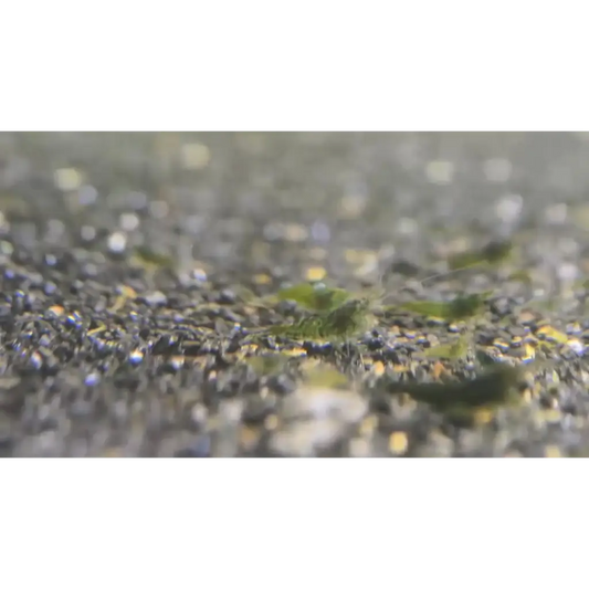 Black pebble beach sand with green seaweed.