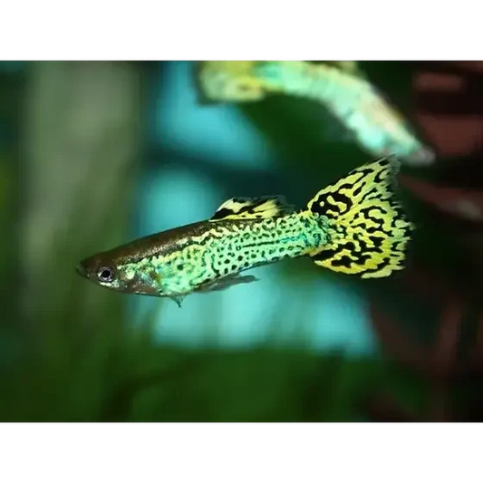 Green and black patterned guppy.