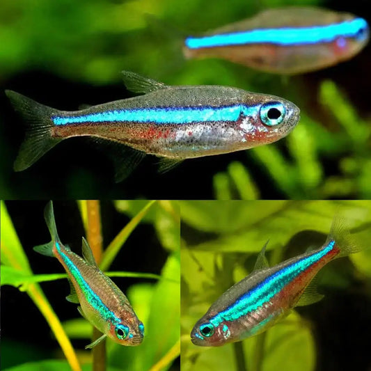 Three neon tetras with iridescent blue stripes and red markings.