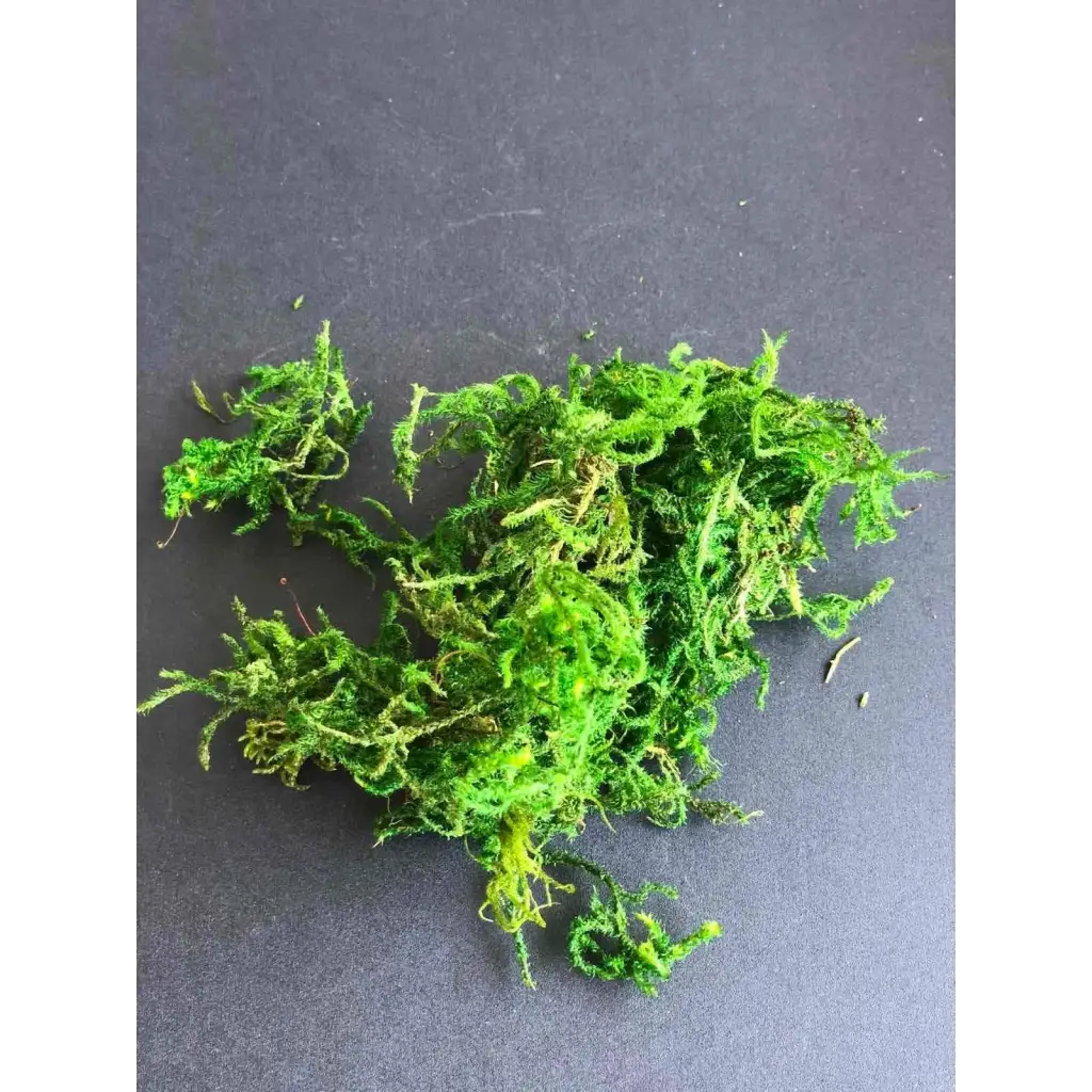 Green Preserved Moss
